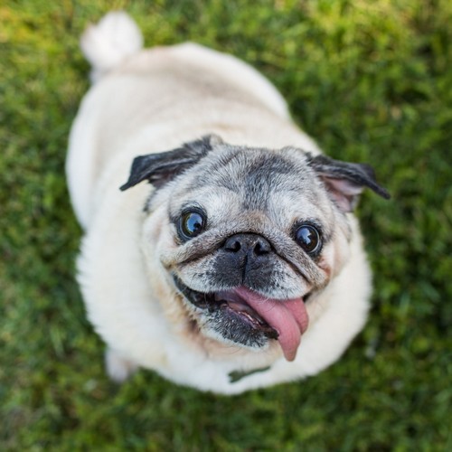 Cute-Pictures-Pugs.jpg