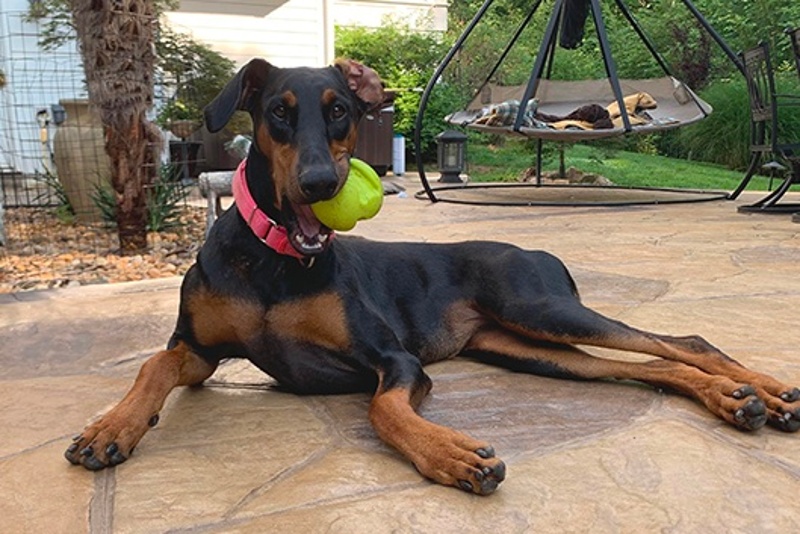 dobie.jpg