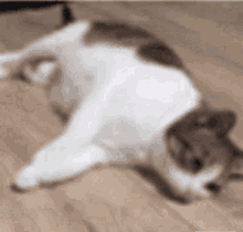 he-died-cat-falling-over.gif