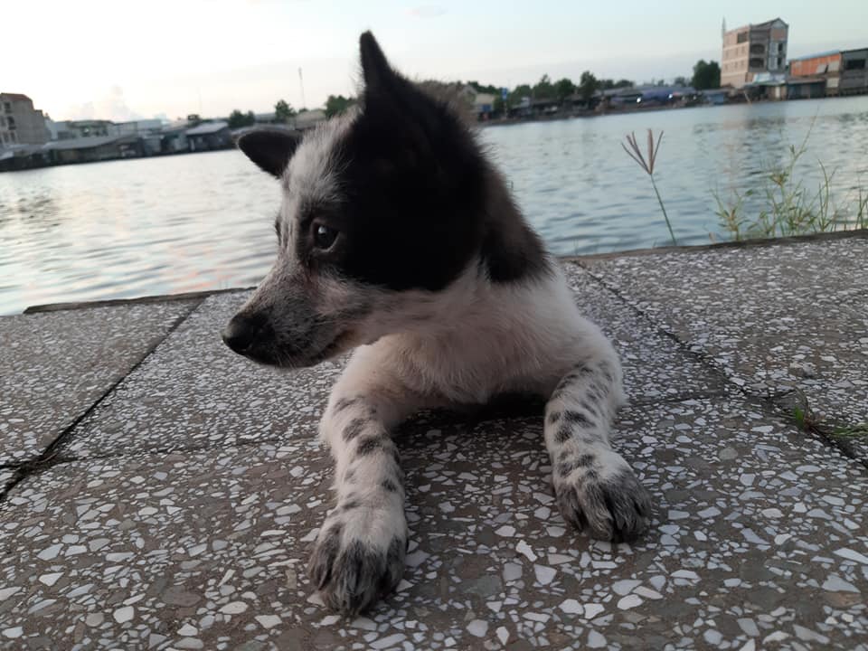 my pup.jpg