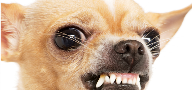 p.32_Growling_615x290.jpg