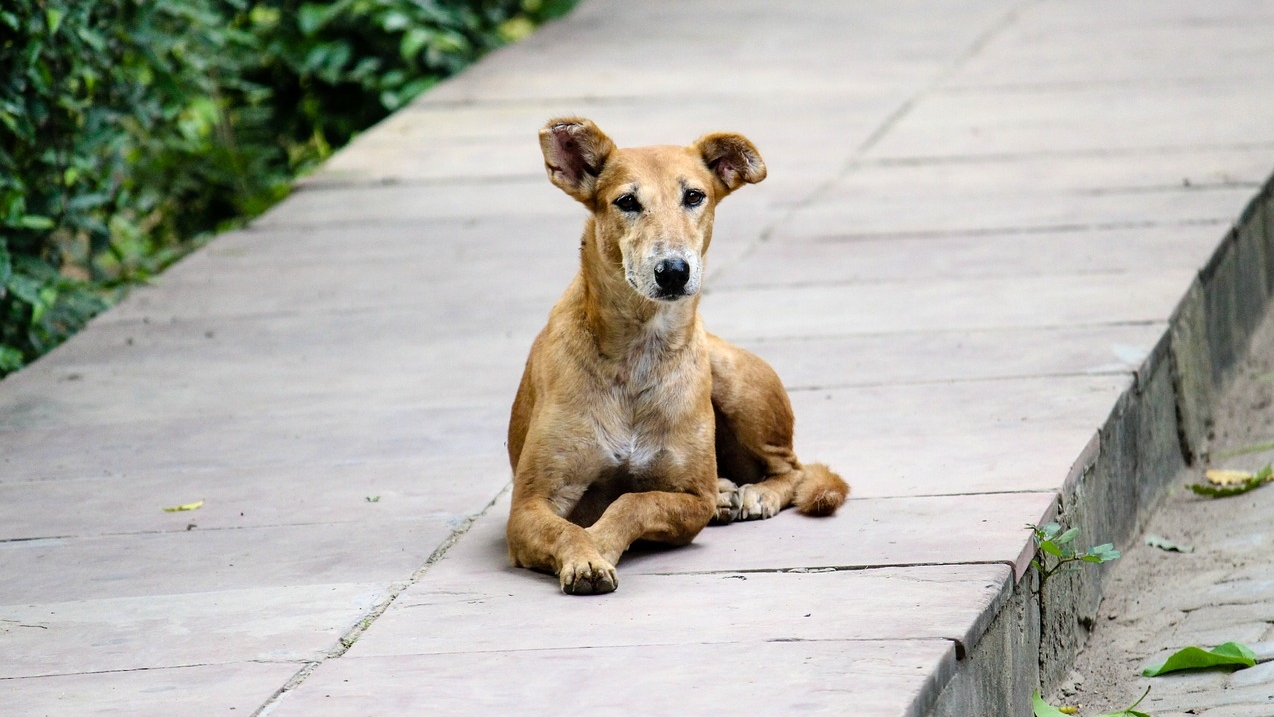stray-2762525_1280.jpg