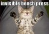 cat kitten invisible bench press funny humor weightlifting animal silly fitness joke laugh perso.jpg cat kitten invisible bench press funny humor weightlifting animal silly fitness joke laugh perso.jpg