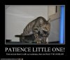 Cats-Scheming-to-Rule-the-World.jpg Cats-Scheming-to-Rule-the-World.jpg