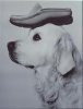 thisisdog.jpg