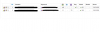 diesel SEO.png