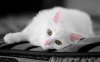 Beautiful-Cat-cats-16124046-1280-800.jpg
