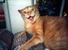 crazy_cat.jpg
