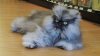 1016colonel_meow.jpg