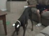 9TadR.gif