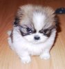Fluffy.jpg Fluffy.jpg