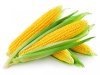 Corn.jpg