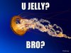 u-jelly-bro.jpg u-jelly-bro.jpg