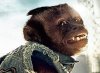 monkey.jpg