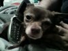 chihuahua.jpg chihuahua.jpg