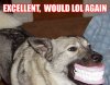 excellent_would_lol_again_dog.jpg