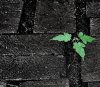determination-mark-fuller.jpg