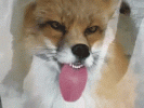 287678BC-88A1-40B3-965F-DE95EFC72D32.gif
