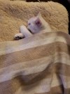 Juliet the baby.jpg