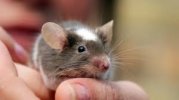 mouse.jpg mouse.jpg