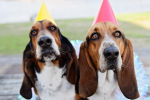 funny-birthday-wishes-for-best-friend-64652466e0a3e.png