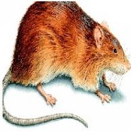 joeytherat