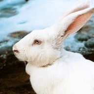 NetRabbit