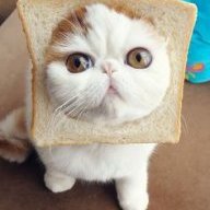 longerestcat