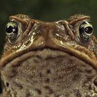 thetoad