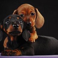 dachshunds