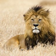 Golden Lion