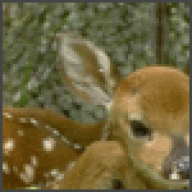 Elder Paige