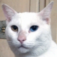Daedalusy
