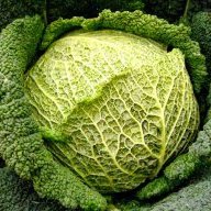 cavolo