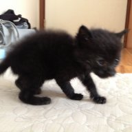 Navithecat