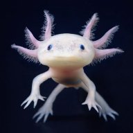 whyseacreature