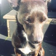 MargotTheDog