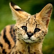 Big_Cat