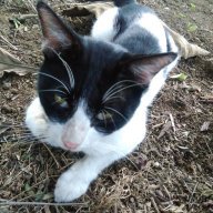 Friska