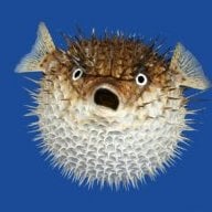 FindTheFish