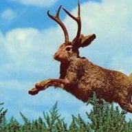 jackalope