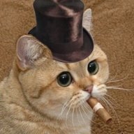 HoustonTheCat