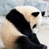 panda_matt