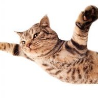 FlyingCat