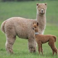 llama2all