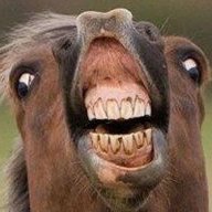 ApexHorse