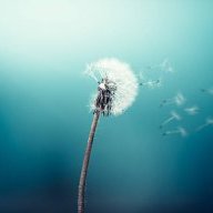 Elite Dandelion