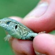 Biglizard