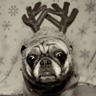Pugguy565