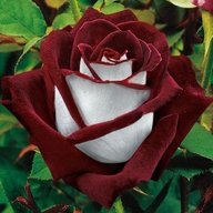 Md. Abdul Hye